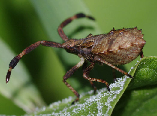 Eterotteri solandri